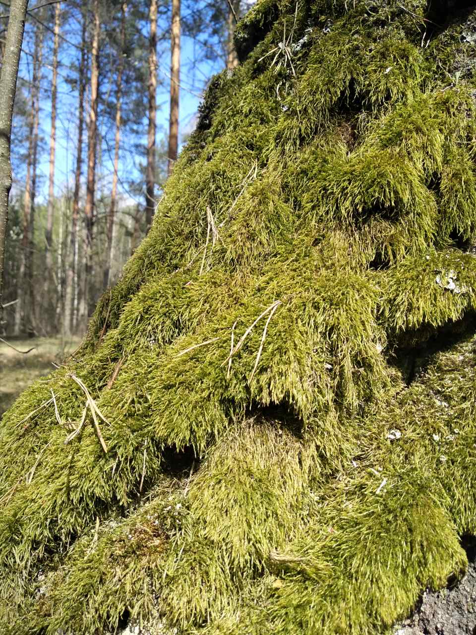 Мхи ленинградской области